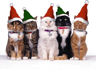 christmas-cats.gif